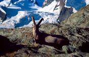 Male ibex beneath Monte Rosa, Valais, Swiss Alps, Switzerland. image