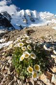 Mountain Aven beneath Piz Palu, Berniner Alps, Graubunden, Switzerland.