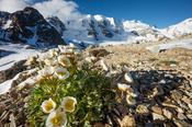 Mountain Aven beneath Piz Palu, Berniner Alps, Graubunden, Switzerland.