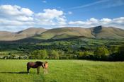 Horse and foal in the Glen of Aherlow, Galtee Mountains, Co Tipperary, Ireland.