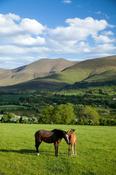 Horse and foal in the Glen of Aherlow, Galtee Mountains, Co Tipperary, Ireland.