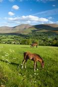 Horse and foal in the Glen of Aherlow, Galtee Mountains, Co Tipperary, Ireland.