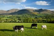Cows grazing in the Glen of Aherlow, Galtee Mountains, Co Tipperary, Ireland.