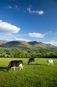 Cows grazing in the Glen of Aherlow, Galtee Mountains, Co Tipperary, Ireland.