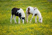 Horses grazing in a field of buttercups, Co Tyrone, Northern Ireland.
