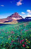 Wildflowers beneath Reynolds Mountain, Glacier National Park, Montana, USA.