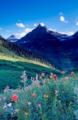 Wildflowers beneath Logan Pass, Glacier National Park, Montana, USA. image
