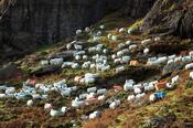 Hill sheep, Mahon Valley, Comeragh Mountains, County Waterford, Ireland.