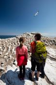 Visitors beside the gannet colony, Great Saltee Island, County Waterford, Ireland. image