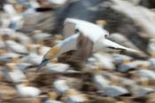 Gannet colony on Great Saltee Island, County Waterford, Ireland.