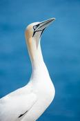 Northern Gannet, Great Saltee Island, County Waterford, Ireland.