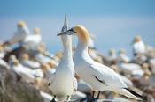 Northern Gannets, Great Saltee Island, County Waterford, Ireland. image