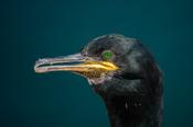 European Shag, Great Saltee Island, County Waterford, Ireland. image