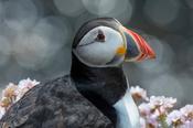 Puffin, Great Saltee Island, County Waterford, Ireland. image