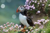 Puffin, Great Saltee Island, County Waterford, Ireland. image