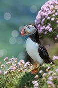 Puffin, Great Saltee Island, County Waterford, Ireland. image