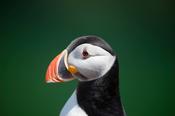 Puffin, Great Saltee Island, County Waterford, Ireland. image
