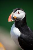 Puffin, Great Saltee Island, County Waterford, Ireland. image