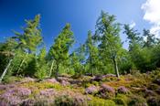 Sika spruce and purple heather, Glendalough, Wicklow Mountains National Park, Co Wicklow, Ireland.