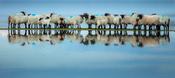 Coastal reflection of Mayo Blackface sheep, Mulranny, County Mayo, Ireland. image