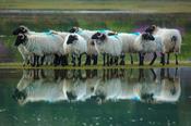 Coastal reflection of Mayo Blackface sheep, Mulranny, County Mayo, Ireland.