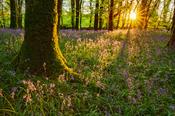 Spring bluebells and beach woodland, Cootehall, County Roscommon, Ireland. image