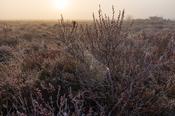 Morning frost, Clara Bog, County Offaly, Ireland.