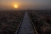 Sunrise over the boardwalk, Clara Bog, County Offaly, Ireland. image