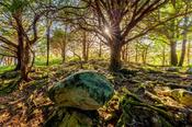 Reenadinna Yew Woods, Killarney National Park, County Kerry, Ireland.