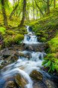 Erriff Oak Woodland, County Mayo, Ireland. image