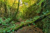 The Fairy Glen, County Sligo, Ireland. image