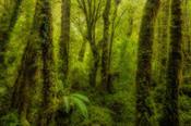 Lush Valdivian rainforest in Queuluat National Park, Patagonia, Chile.