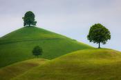 Linden Trees, Neuheim, Switzerland.