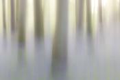 Bluebell abstract, County Roscommon, Ireland. image