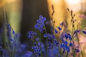 Bluebell woodland, County Roscommon, Ireland. image