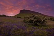 Bluebells on the slopes of Benbulben, County Sligo, Ireland.