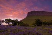 Bluebells on the slopes of Benbulben, County Sligo, Ireland.