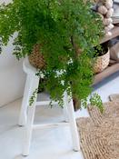 Antique White Wooden Stool (only 1 left!)