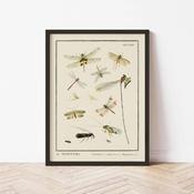 Insects_ Neuroptera 30x40 print