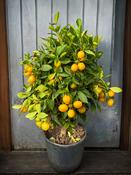 Large Orange Tree on Stem