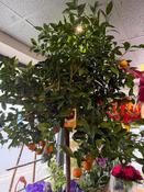 Huge Orange Tree