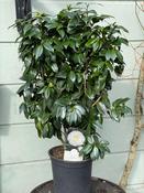 White Camellia