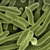 Legionella Test - Lab Sampling Kit For Mains Water image