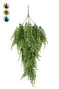 Adianthum Hanging Bush X5 Fr/Uv80
