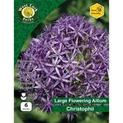 Allium Christophii 6 Bulbs
