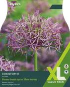 Allium Christophii Xl image