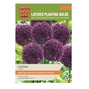 Allium Ostara 10-12 image