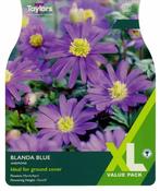 Anemone Blanda Blue 4-5 Xl