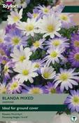 Anemone Blanda Mixed 4-5 image