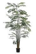 Bamboo Palm 245cm image